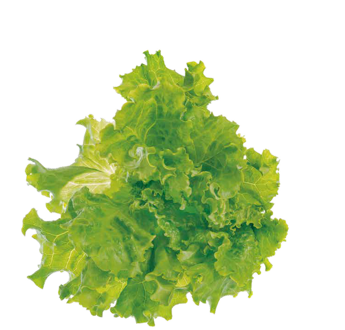 Deli salad 野菜の定期購入